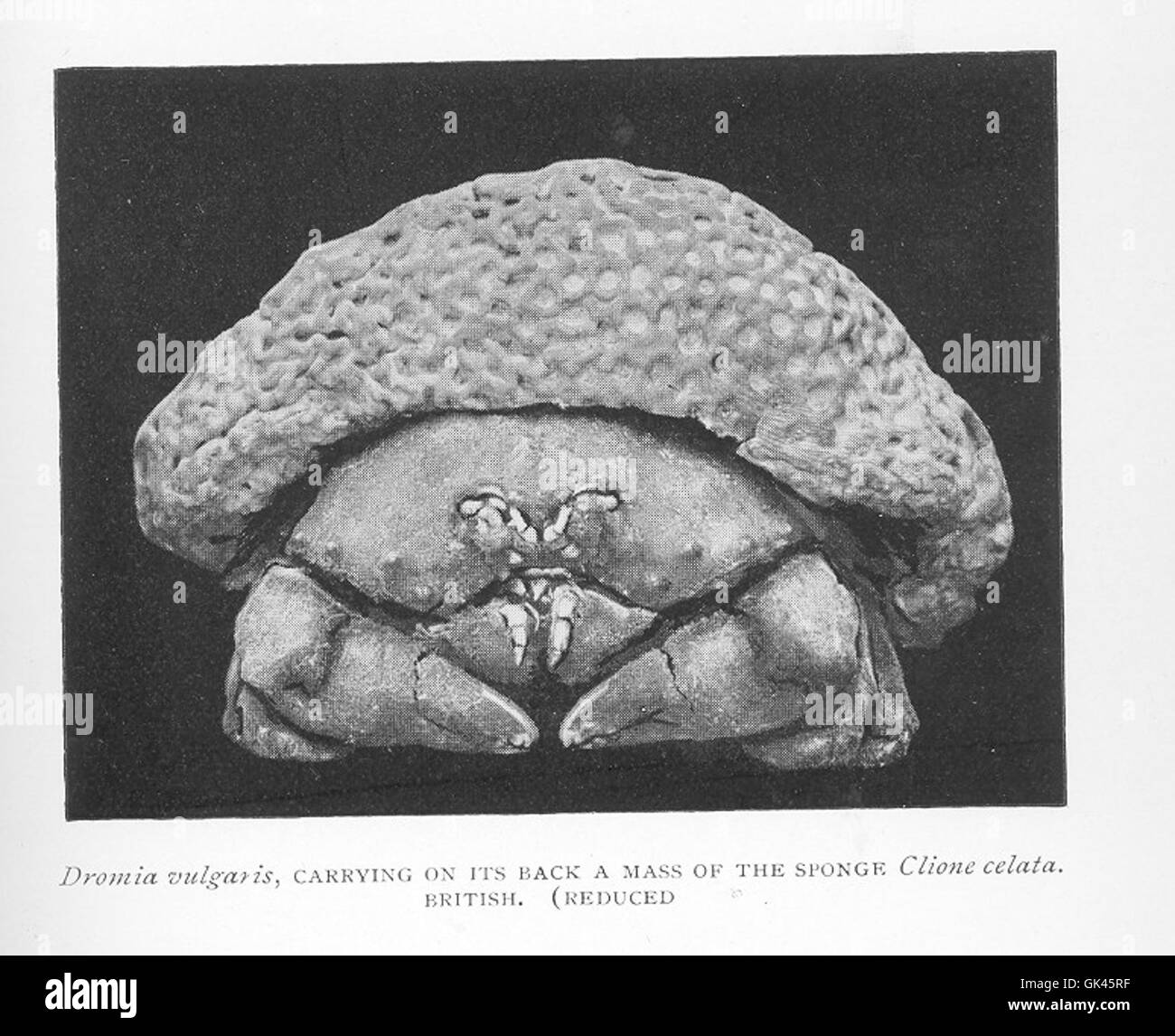 46464 Dromia vulgaris, portante sulla sua parte posteriore una massa di spugna Clione celata British Foto Stock