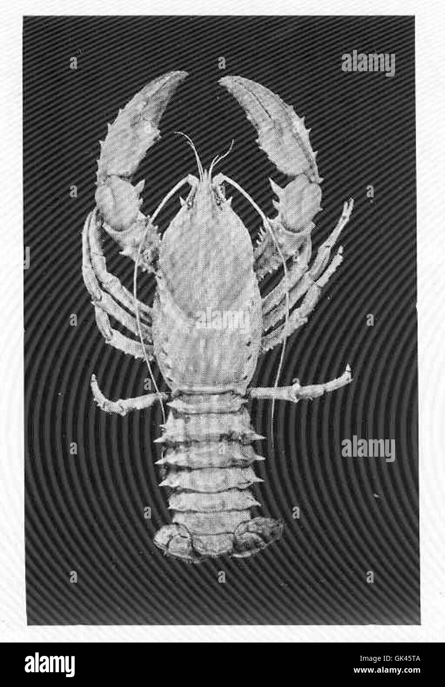 L'Astacopsis spinifer, comunemente nota come l'aragosta del fiume Murray, è una specie di gamberi d'acqua dolce che si trova nel bacino del Murray-Darling in Australia. È noto per le sue grandi dimensioni e l'importanza ecologica. Foto Stock