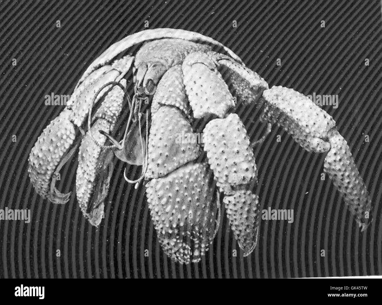 Caenobita rugosa, noto come granchio eremita terrestre, è una specie terrestre che si trova nelle regioni tropicali e subtropicali. È riconosciuto per il suo comportamento unico di occupare gusci scartati per la protezione. Foto Stock