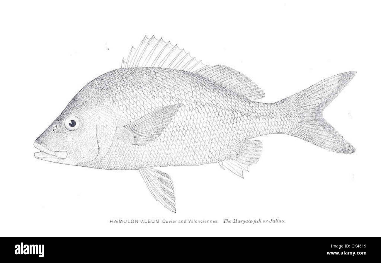 L'album Haemulon, una specie di grugniti descritti da Cuvier e Valenciennes, si trova nell'Oceano Atlantico occidentale. Nota per il suo aspetto argenteo e l'importanza nella pesca commerciale, questa specie è significativa sia per gli ecosistemi che per la pesca. Foto Stock