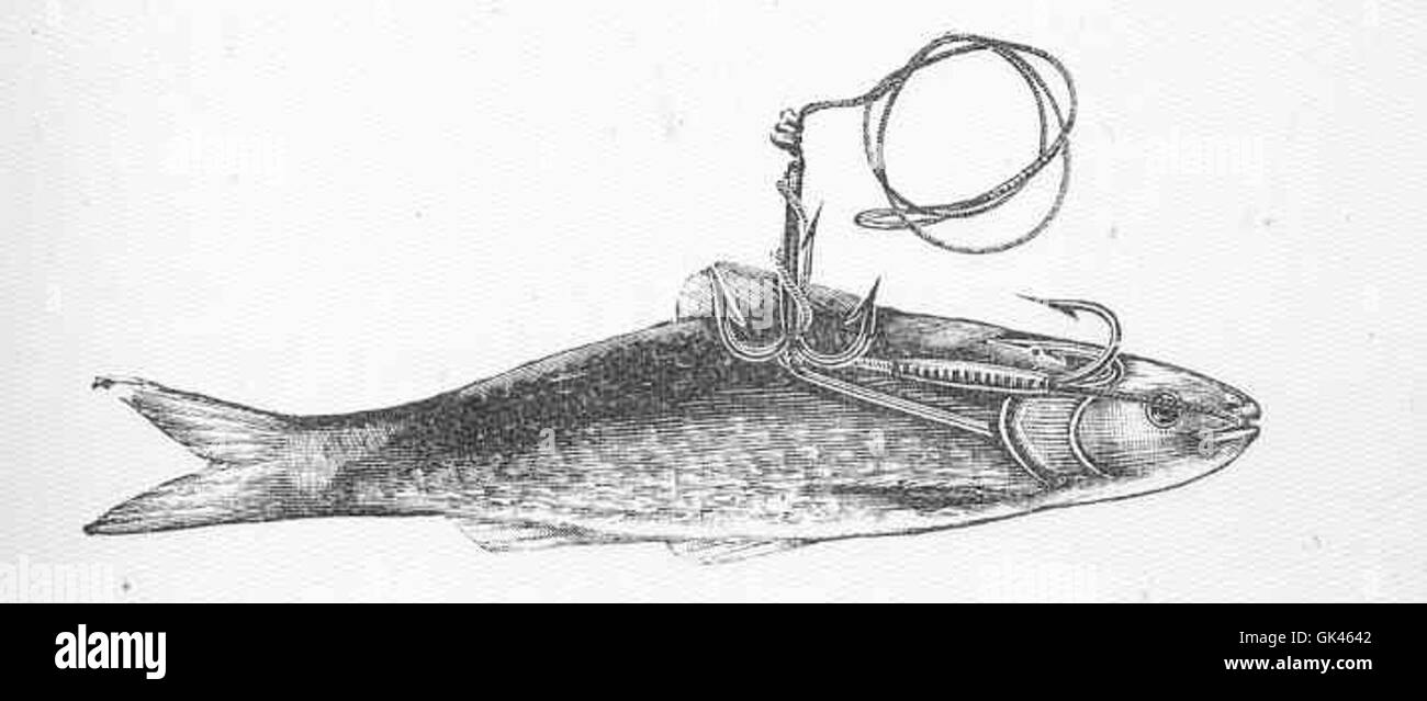 L'attrezzatura per pesca con esche vive Jardine è un tipo di attrezzatura da pesca progettata per contenere esche vive per la pesca. È generalmente utilizzato per attrarre specie ittiche più grandi sia in acque dolci che in ambienti marini. Foto Stock