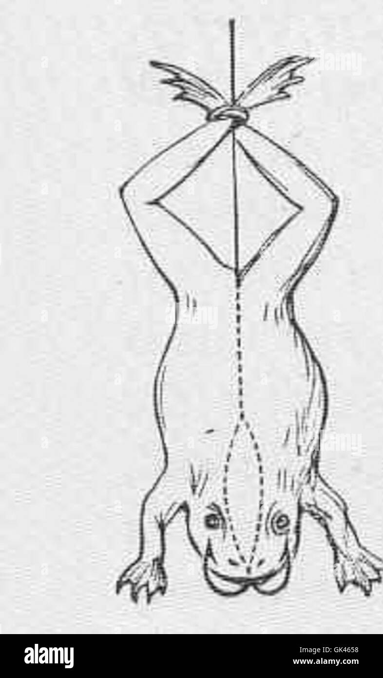 L'immagine raffigura una grande rana morta usata come esca nella pesca, un metodo comune per attirare pesci predatori. Questa tecnica è efficace sia in ambienti di pesca d'acqua dolce che di acqua salata. Foto Stock