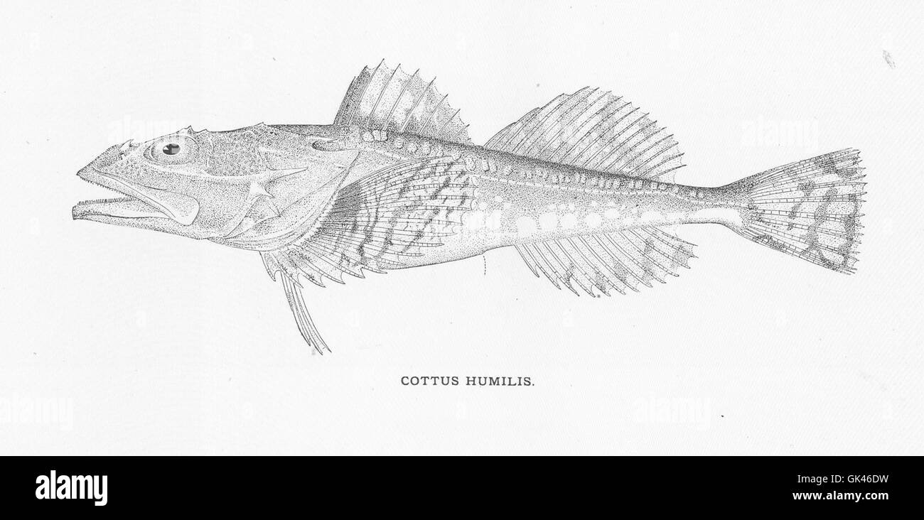*Cottus humilis*, noto anche come lo sculpino viscido, è un piccolo pesce d'acqua dolce originario del Nord America. Abita corsi d'acqua e fiumi, dove è una parte importante dell'ecosistema acquatico. Foto Stock