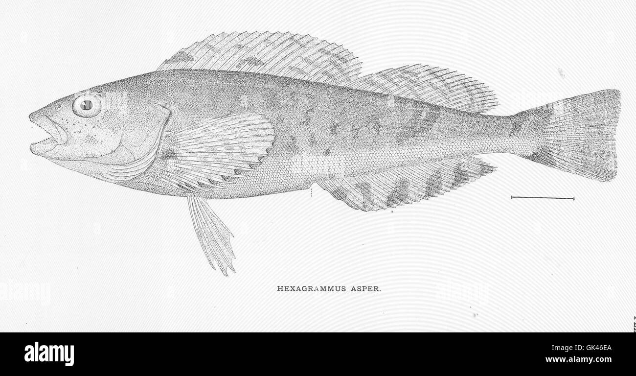L'Hexagrammus asper è una specie di pesci comunemente nota come il naufragio Atlantico. Trovato nelle acque profonde al largo della costa del Nord America, questo pesce è caratterizzato dal suo corpo lungo e dalle scaglie ruvide. Abita il profondo fondale roccioso dove caccia le prede. Foto Stock