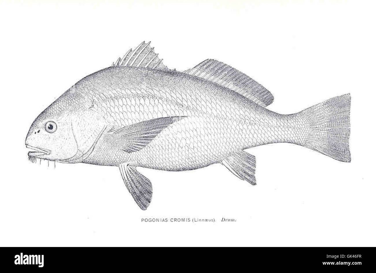 Pogonias Cromis, comunemente noto come tamburo nero, una specie di pesci che si trovano lungo le coste atlantiche del Nord America, nota per le sue grandi dimensioni e il suono simile a un tamburo. Foto Stock