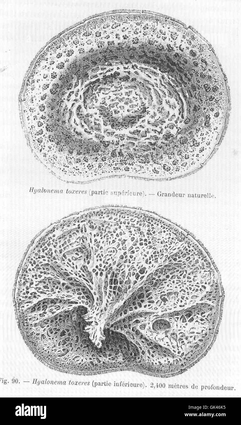 Hyalonema toxeres (ID 47002), una specie di spugna di vetro, si trova in habitat oceanici profondi. L'immagine evidenzia la struttura unica di questo organismo marino, con il suo scheletro simile a vetro e il design intricato. Foto Stock