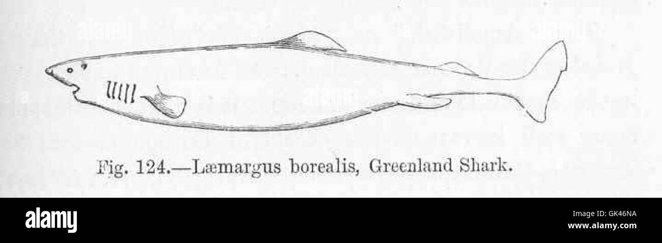 Laemargus borealis, comunemente noto come squalo groenlandese, è una specie di acqua fredda che si trova nell'Oceano Atlantico settentrionale e nell'Oceano Artico. Questo grande e lento squalo è conosciuto per la sua longevità e il suo habitat di acque profonde. Foto Stock