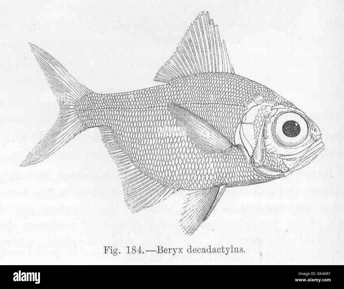 Il Beryx decadactylus, comunemente noto come ruby snapper, è una specie di pesci di acque profonde che si trovano nella regione Indo-Pacifico. È noto per la sua colorazione rossa brillante ed è un bersaglio popolare per la pesca d'altura. Foto Stock