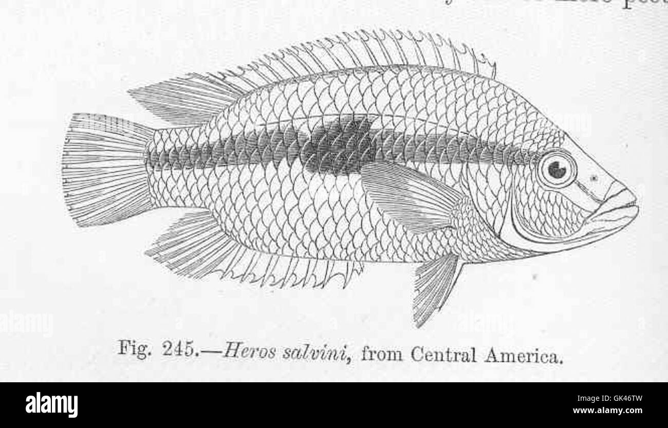 Heros salvini, una specie di pesci ciclidi, è originaria dell'America centrale. Si trova negli habitat di acqua dolce ed è noto per la sua colorazione vivace e il comportamento territoriale negli ambienti dell'acquario. Foto Stock