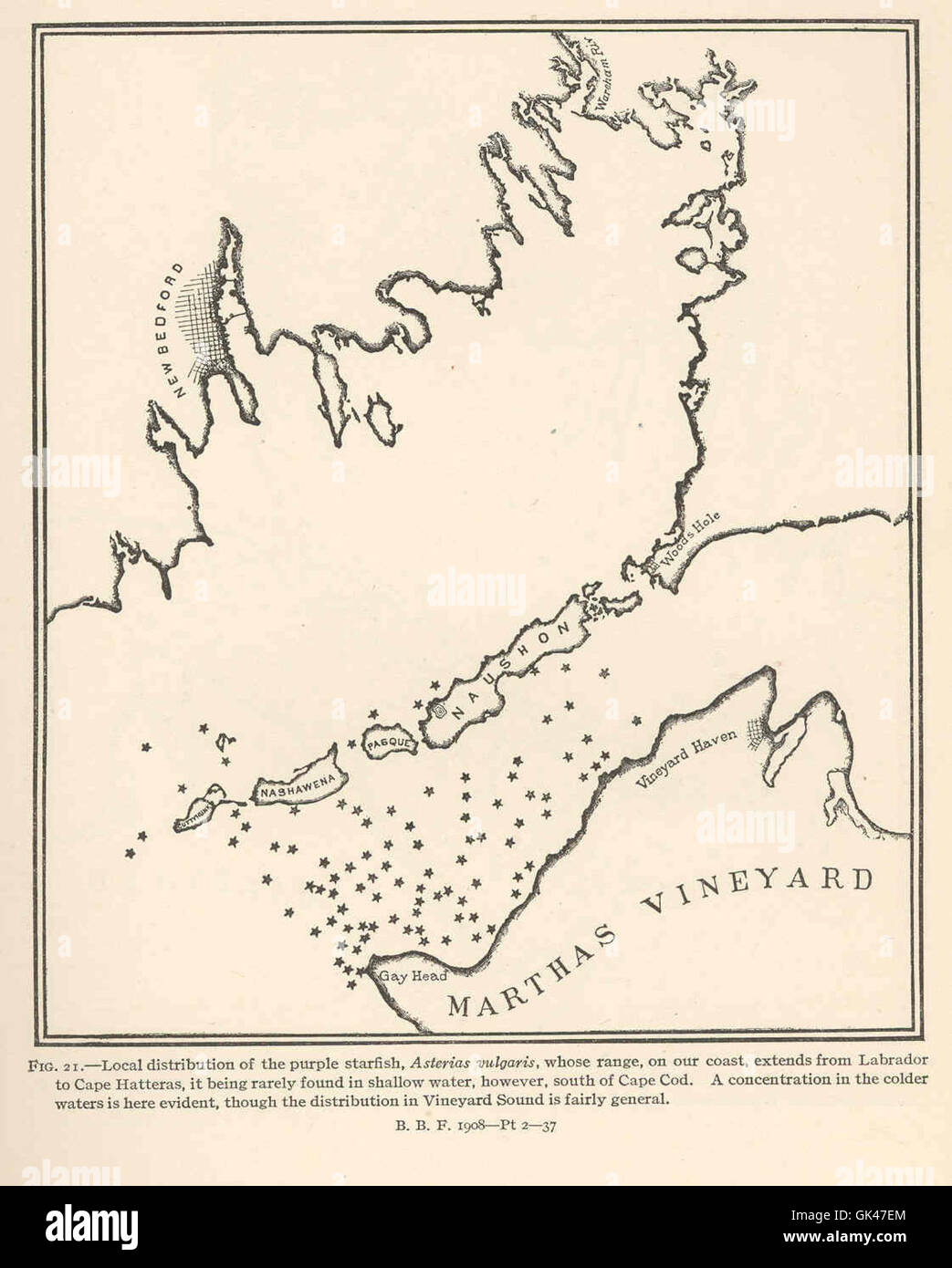 Asterias vulgaris, o stella marina viola, è una specie che si trova lungo la costa atlantica, dal Labrador a Capo Hatteras. Svolge un ruolo importante negli ecosistemi costieri come predatore dei molluschi. Foto Stock