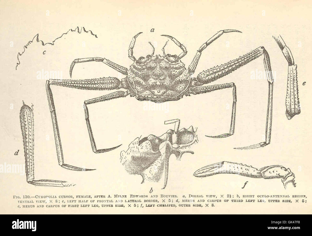 47560 Cymopolia cursore, femmina, dopo un Milne Edwards e Bouvier un, Dorsale vidw; b, destra oculo-antenna regione, vista ventrale; c Foto Stock