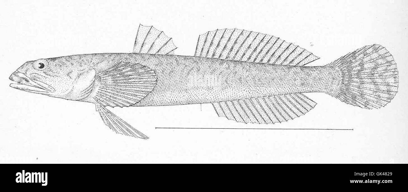 La Michielandia ios, comunemente nota come bluehead wrasse, è una specie di wrasse che si trova nell'Atlantico occidentale, in particolare nelle acque al largo della costa della Florida. Questa specie è conosciuta per la sua colorazione vivace, che la rende popolare sia nel commercio degli acquari che negli studi scientifici sugli ecosistemi della barriera corallina. Foto Stock