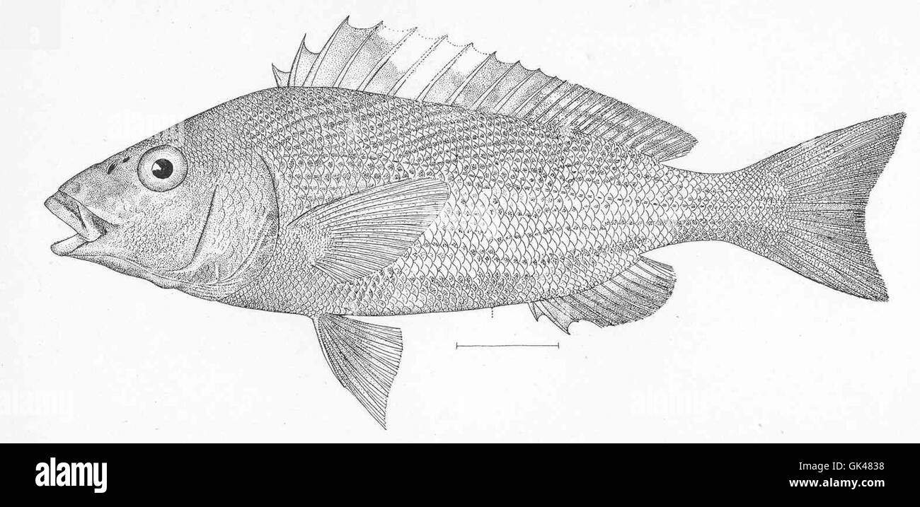 Orthopristis reddingi, comunemente noto come il pesce suino, è una specie di pesci che si trova nel Golfo del Messico e nella costa atlantica. Si tratta di una specie importante per la pesca locale e la biodiversità marina. Foto Stock