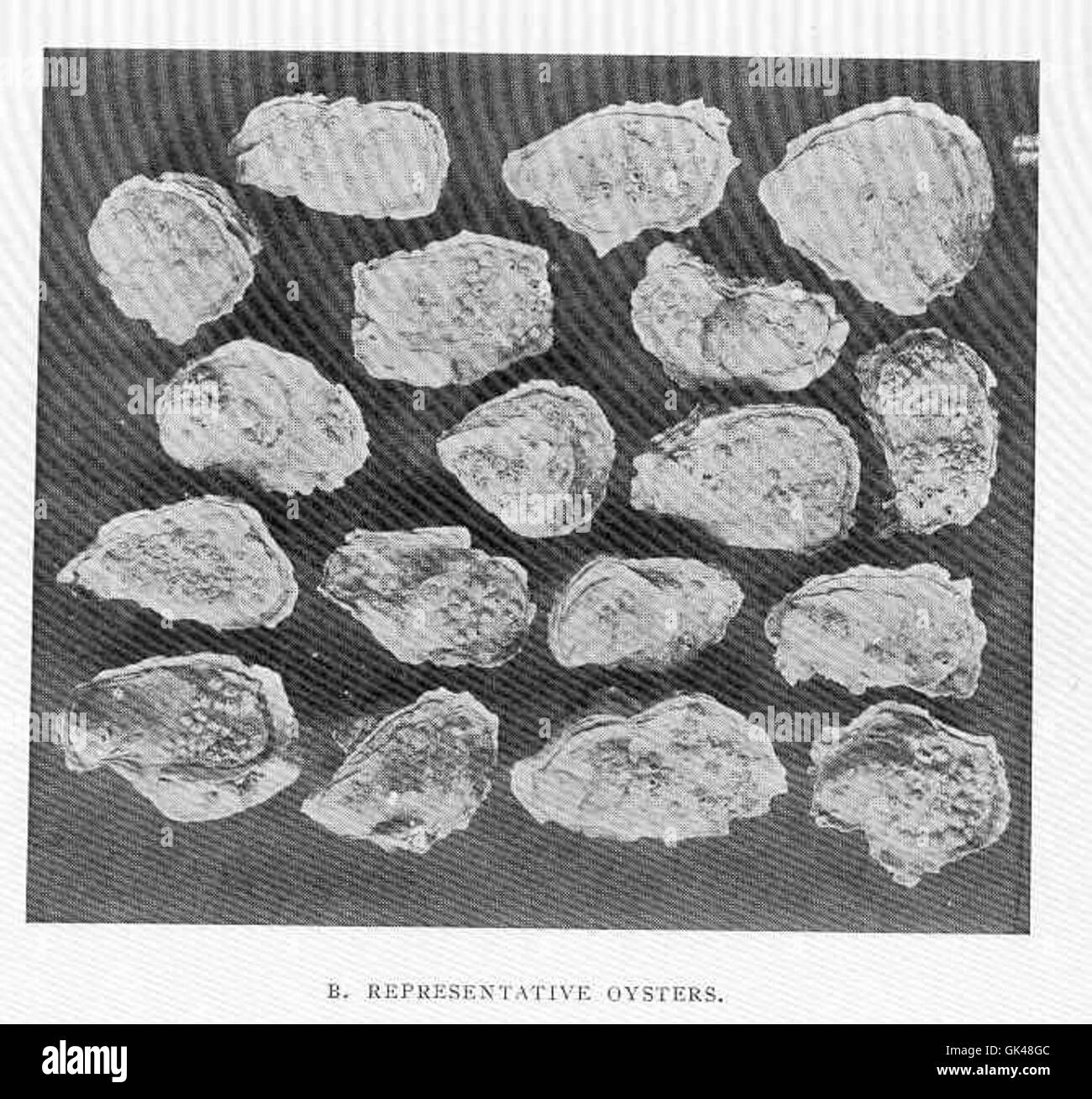 48246 ostriche dall astuzia Porto impianto sperimentale (14) adottate il 22 luglio 1905, dopo 23 mesi - Foto Stock