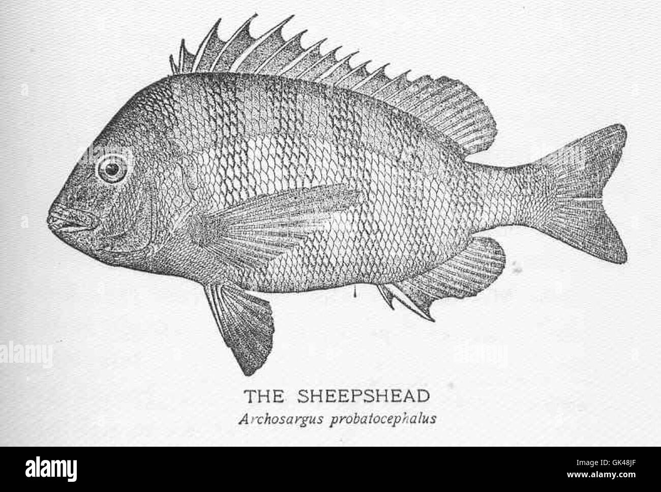 Sheepshead, o Archosargus probatocephalus, è una specie di pesci che si trova lungo la costa atlantica degli Stati Uniti. Conosciuta per i suoi denti simili all'uomo, è una specie popolare nella pesca ricreativa e commerciale. Foto Stock