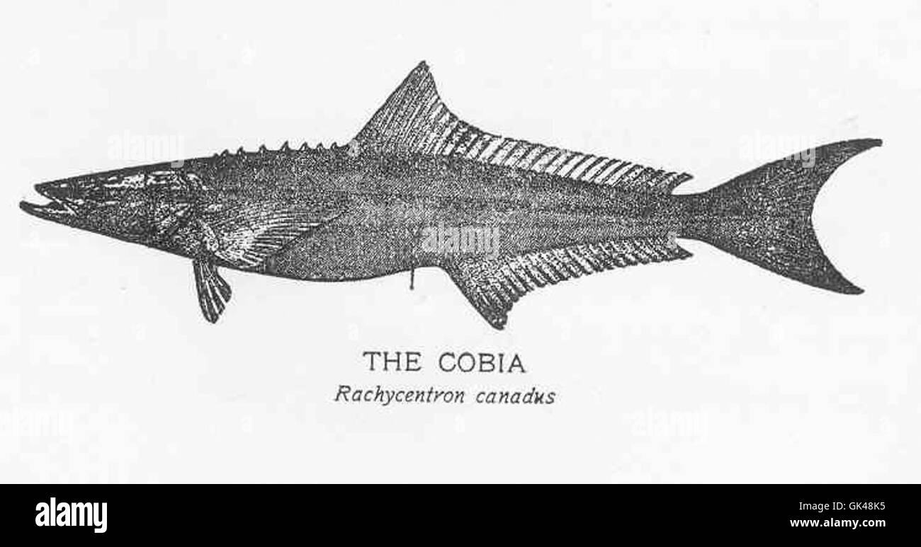 Questa immagine mostra Cobia, un grande pesce predatore noto per la sua forza e il suo comportamento aggressivo di caccia. Presente sia nelle acque temperate che tropicali, è una specie popolare nella pesca commerciale e ricreativa grazie alle sue dimensioni e alla sua rapida crescita. Foto Stock