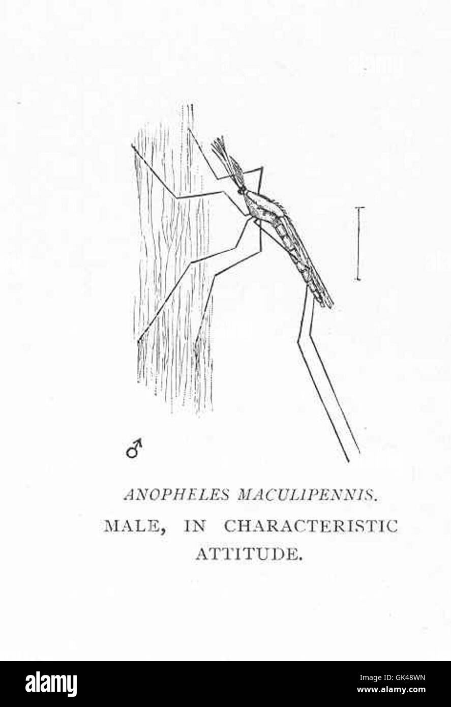 Anopheles maculipennis, una specie di zanzara, è mostrato nella sua posizione caratteristica. Questa specie è nota per il suo ruolo nella trasmissione della malaria, un problema significativo per la salute nelle regioni tropicali. Foto Stock