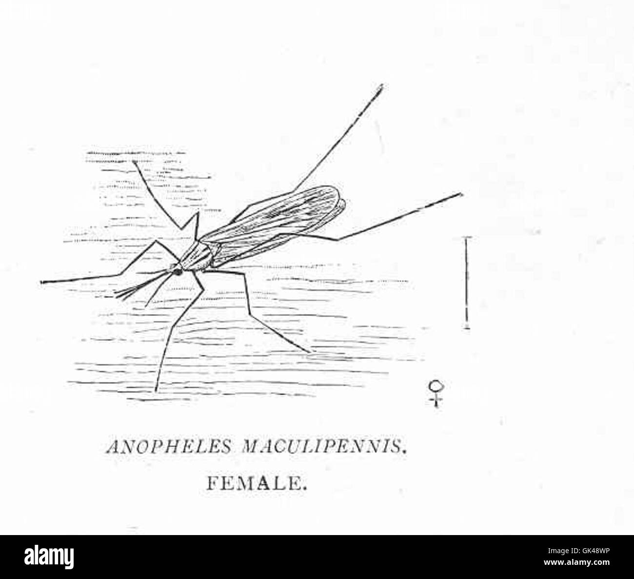 Anopheles maculipennis è una specie di zanzara, che si trova principalmente nelle regioni temperate. La zanzara femminile di questa specie è nota per trasmettere la malaria, il che la rende significativa negli studi sulla salute pubblica. Foto Stock