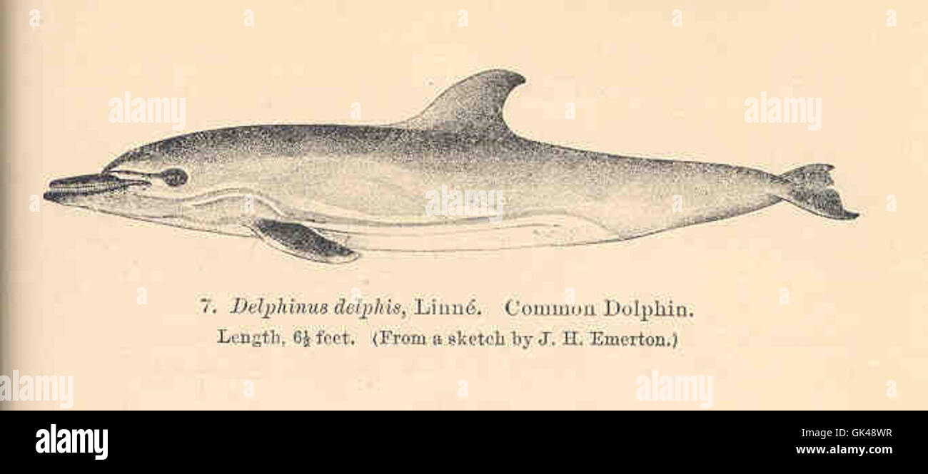 Delphinus delphis, comunemente noto come delfino comune, è un mammifero marino altamente sociale e intelligente che si trova negli oceani temperati e tropicali. È caratterizzato da un corpo essenziale, colori sorprendenti e un comportamento energico nei baccelli. Foto Stock