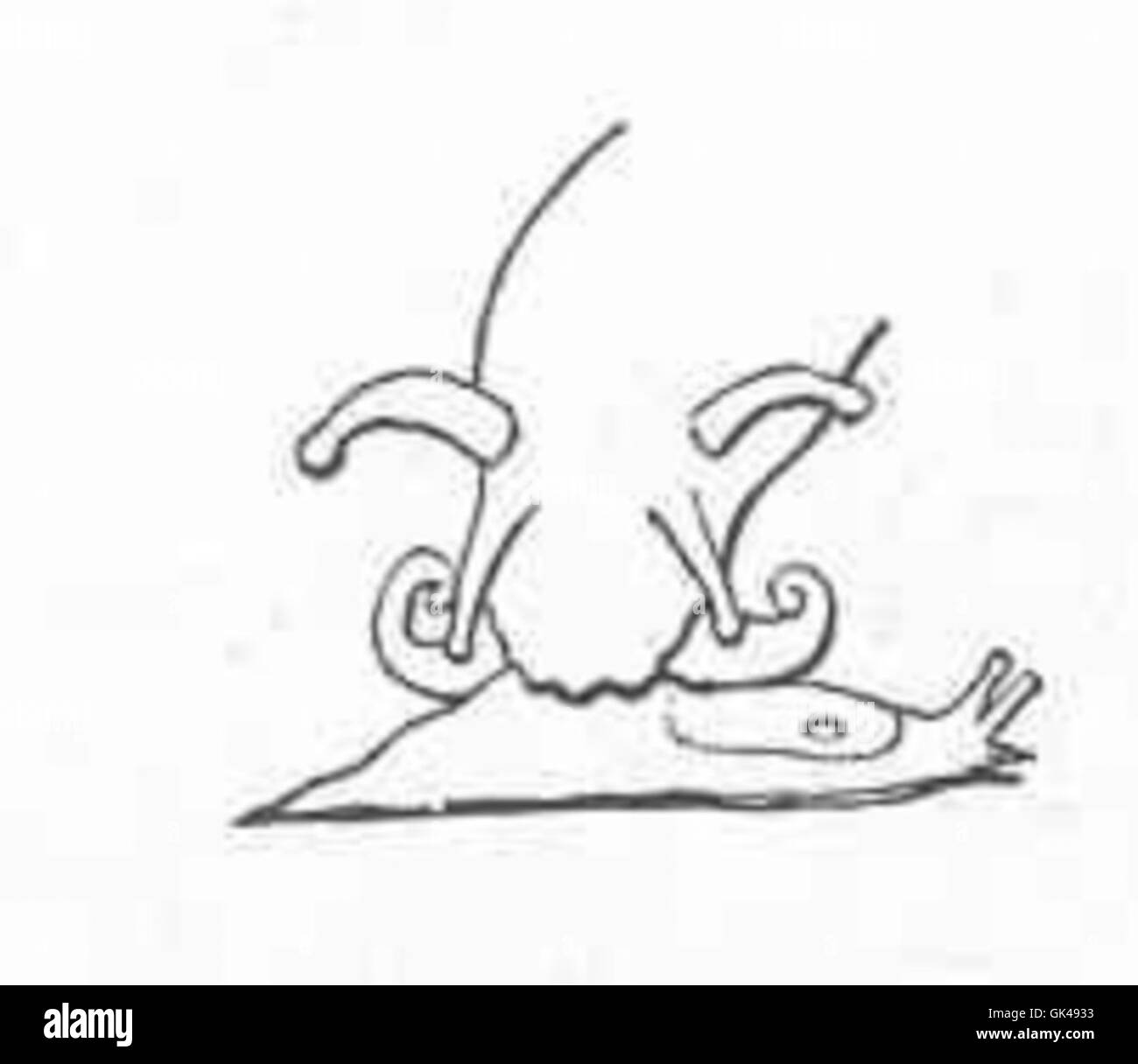 Glandina, una specie di lumaca di terra carnivora, è raffigurata nel processo di cattura della sua preda. Nota per la sua struttura di alimentazione unica, tra cui le papille buccali tornate indietro, questa lumaca è un predatore attivo nel suo ecosistema. Foto Stock