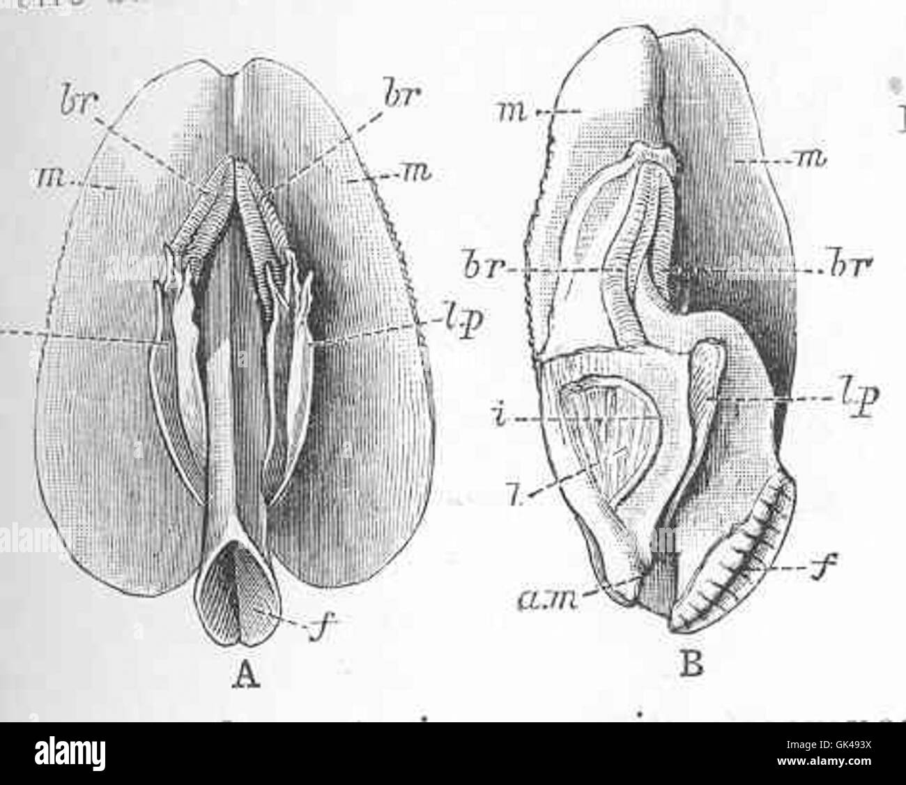 La Yoldia limatula, una specie di bivalvi presente nelle acque della Groenlandia, è nota per le sue branchie corte (branchie), il piede gasteropodo e le grandi appendici labiali. Abita acque fredde e profonde e svolge un ruolo negli ecosistemi bentonici. Foto Stock