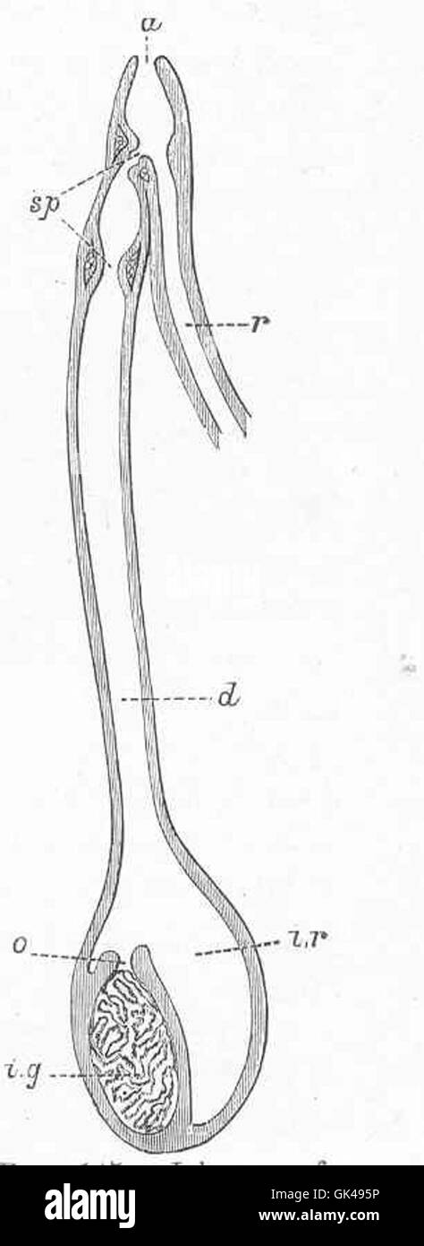 Questa figura mostra la sacca a inchiostro (sacca intima) di una seppia (Seppia), che mostra la sua relazione anatomica con il retto. Le seppie, in quanto cefalopodi, hanno sistemi digestivi ed escreutatori specializzati per supportare i loro comportamenti complessi. Foto Stock