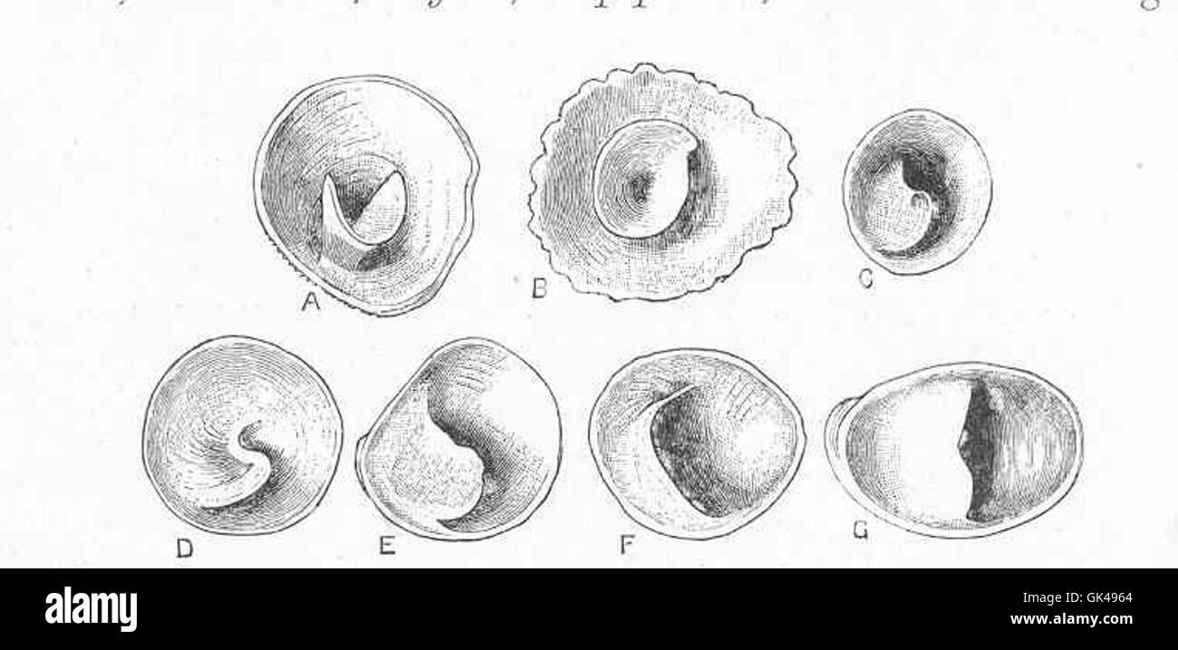 48660 varie forme della piastra interna in Capulidae - Foto Stock