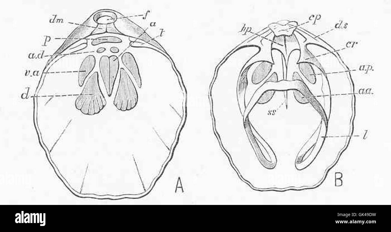 Waldheimia flavascens, una specie di anemone marino, è originaria delle acque al largo del Sud America. È noto per il suo colore brillante e la distinta struttura dei tentacoli, che vive in ambienti marini costieri. Foto Stock