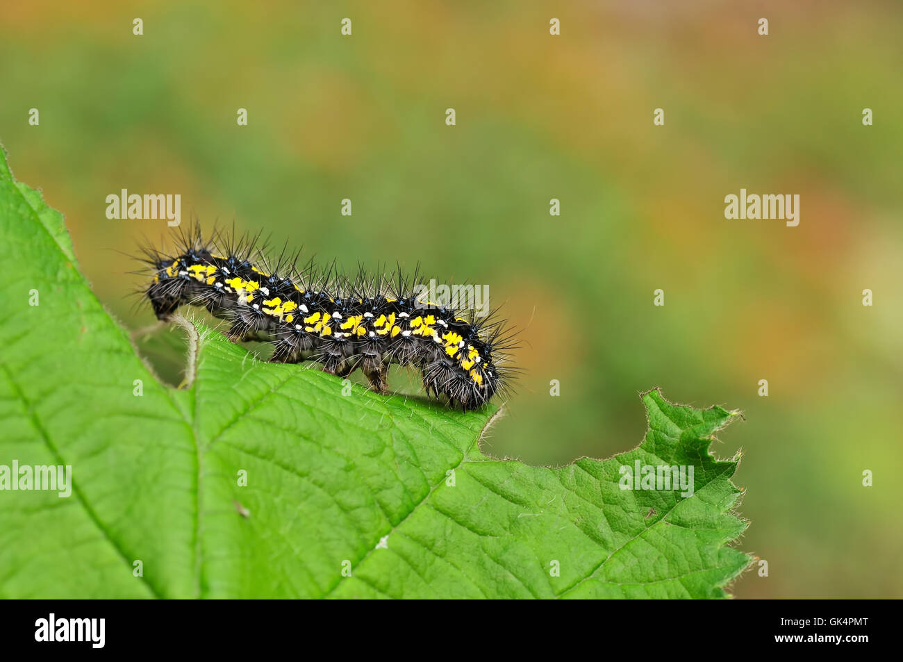 Animale caterpillar di insetto Foto Stock