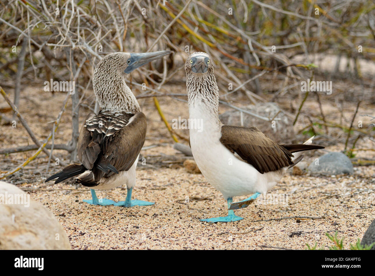 Blu-footed Booby (Sula nebouxii) corteggiamento rituali di corteggiamento, Isole Galapagos National Park, Nord Seymore Isola, Ecuador Foto Stock