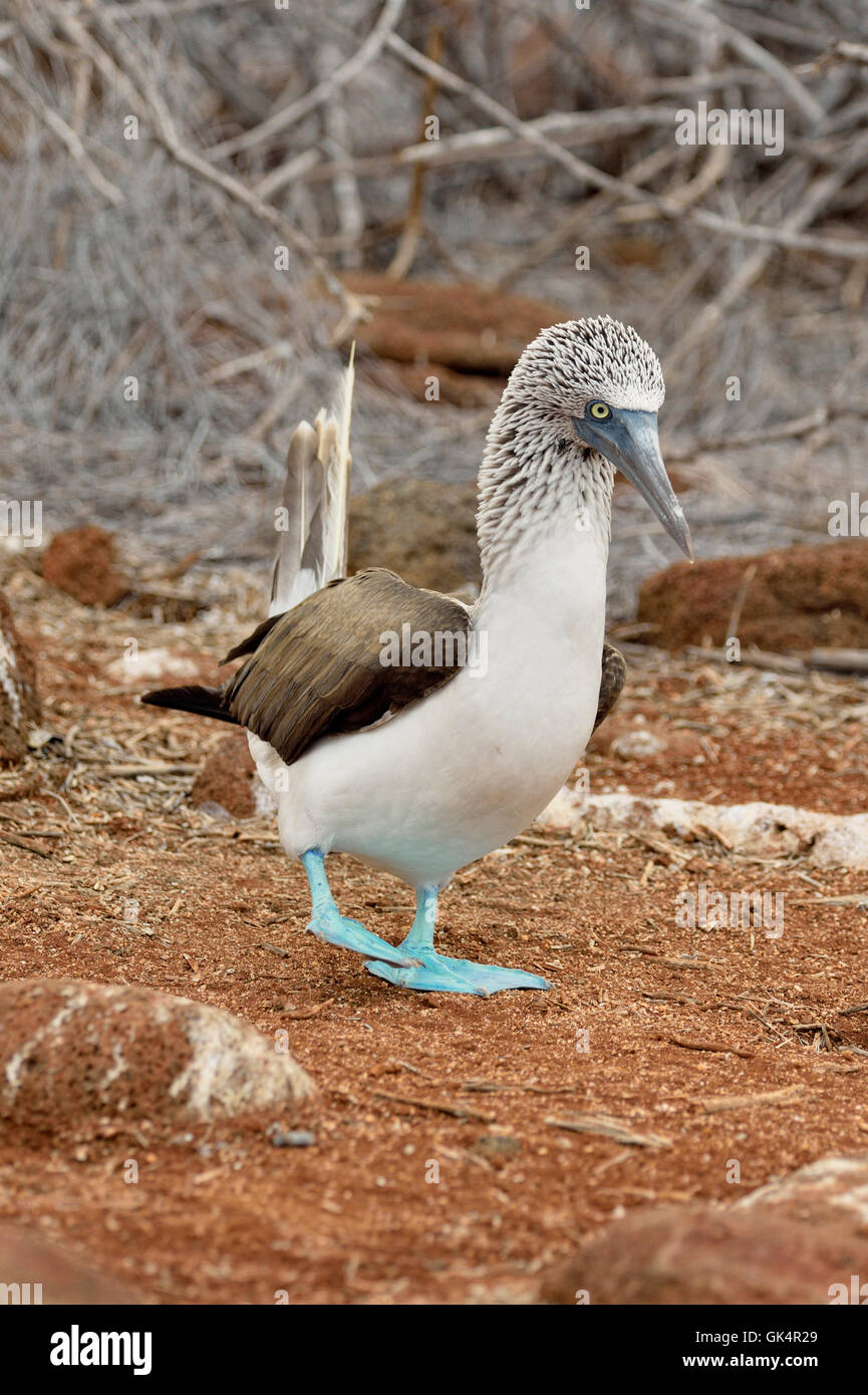 Blu-footed Booby (Sula nebouxii), Isole Galapagos National Park, Nord Seymore Isola, Ecuador Foto Stock