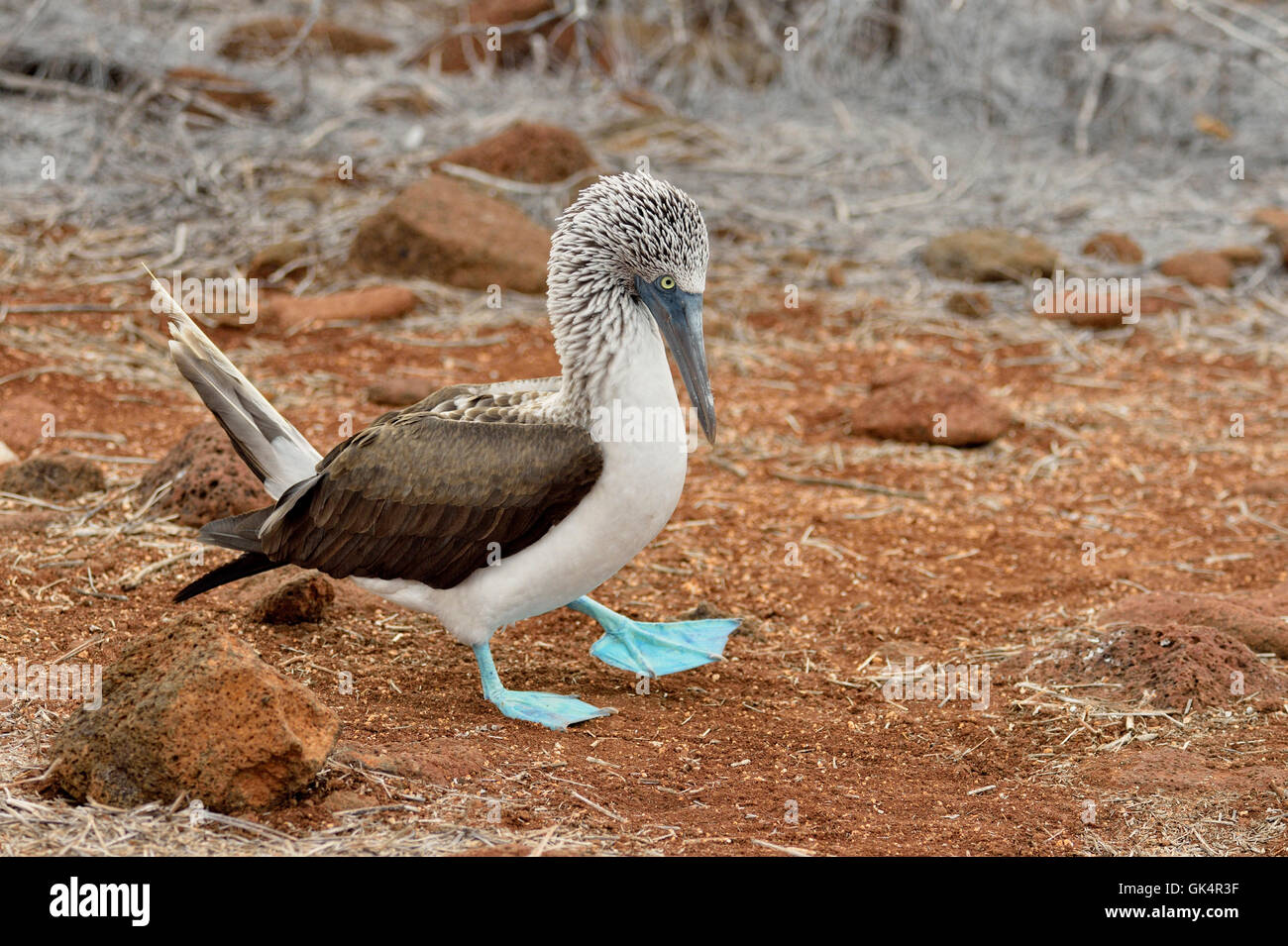 Blu-footed Booby (Sula nebouxii), Isole Galapagos National Park, Nord Seymore Isola, Ecuador Foto Stock