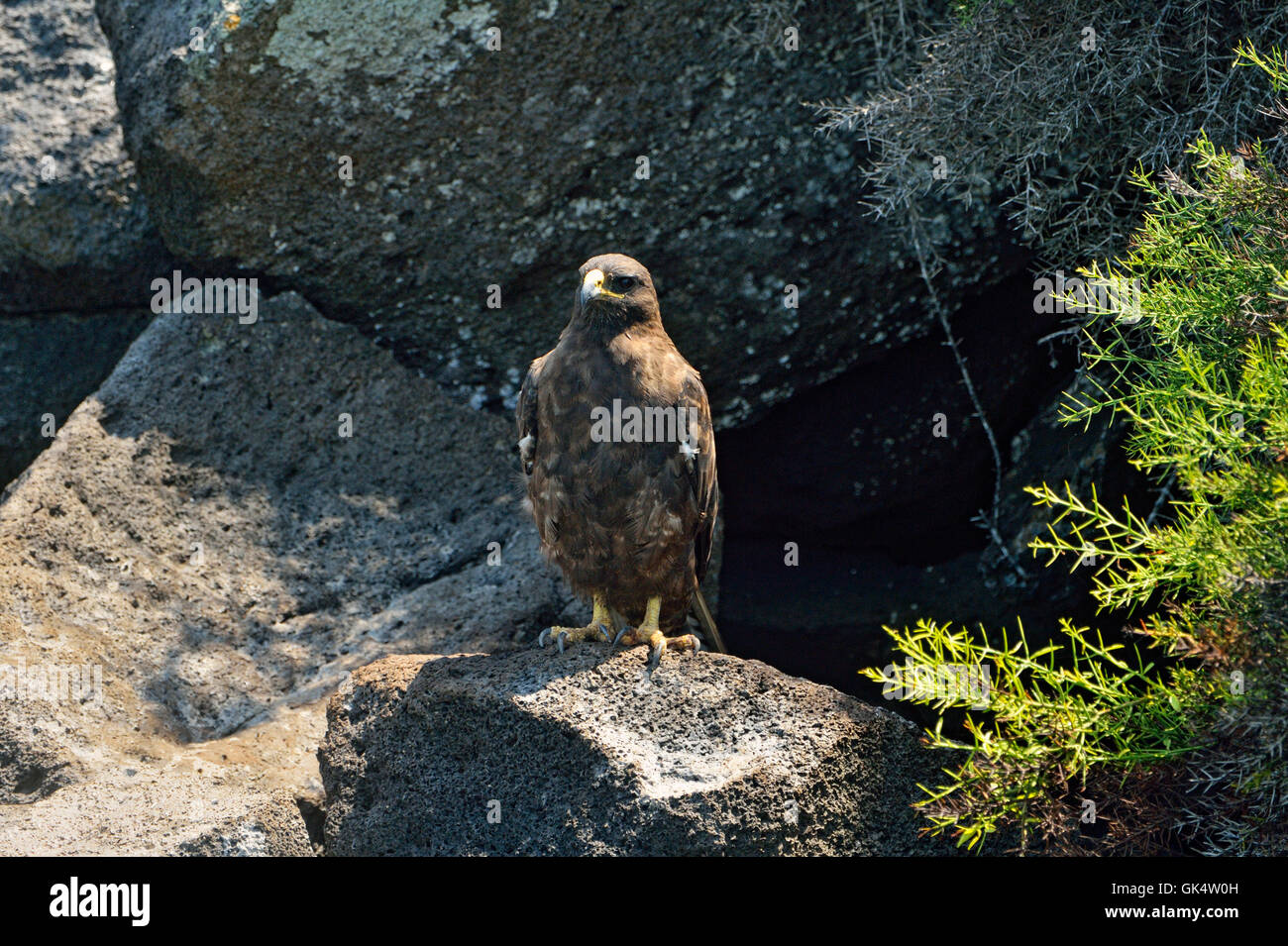 Le Galapagos Hawk (Buteo galapagoensis), Isole Galapagos National Park, l'isola di Santa Fe, Ecuador Foto Stock