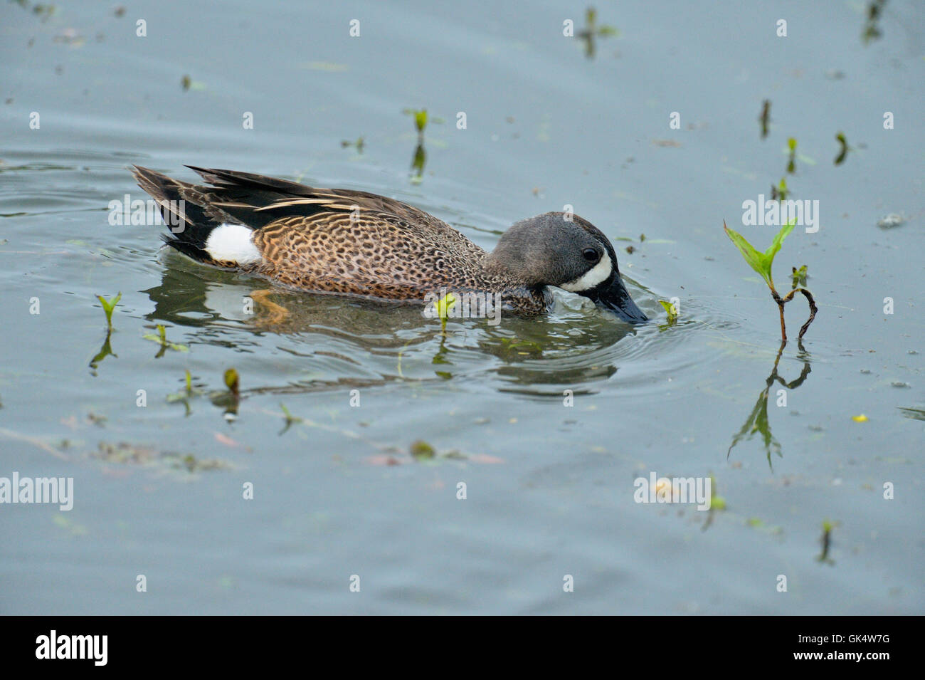 Blu-winged teal (Anas discors), Santa Ana National Wildlife Refuge, Alamo, Texas, Stati Uniti d'America Foto Stock