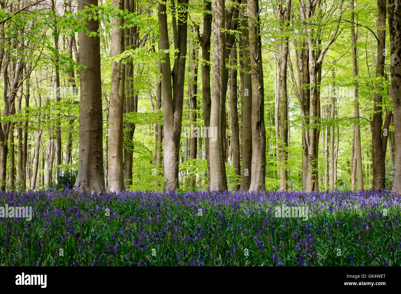 Una bella vista in maggio, tappeto di bluebells - simbolica della costanza e amore sempiterno Jane Ann Butler JABP Fotografia1527 Foto Stock
