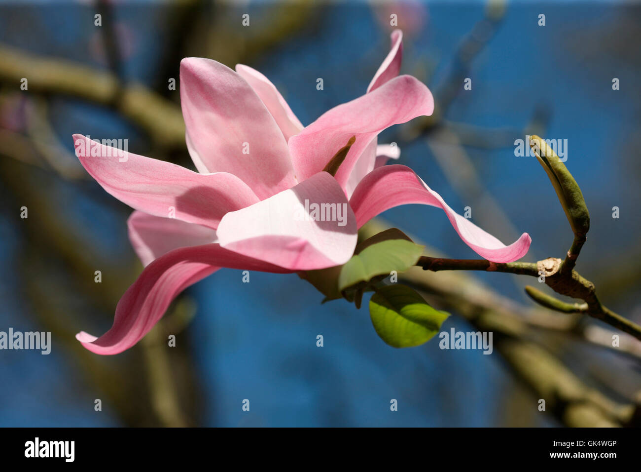 Molla di bella magnolia tettoia blue sky Jane Ann Butler JABP Fotografia1593 Foto Stock