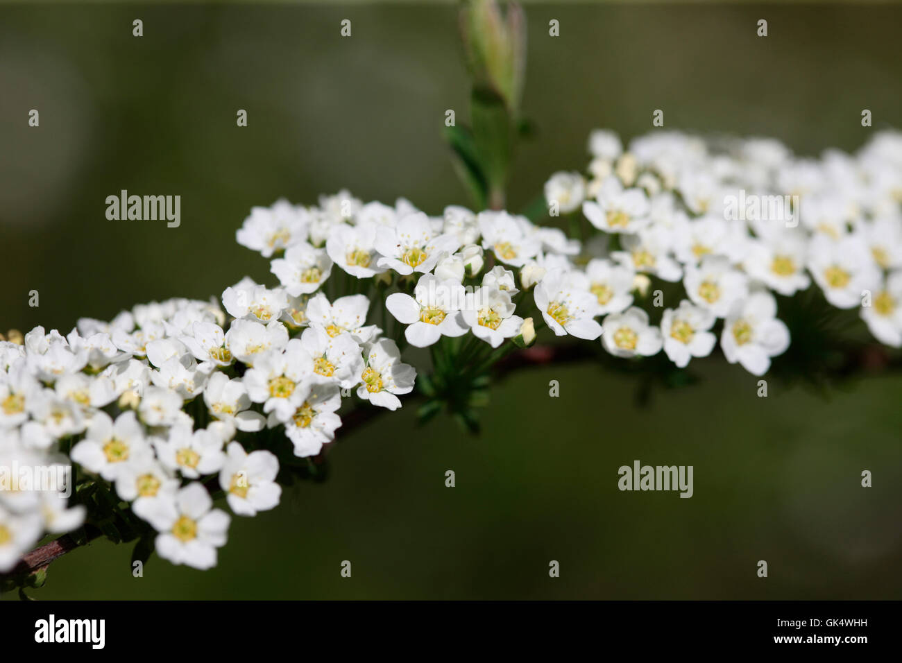 Bianco ramo di fioritura della primavera sbocciano i fiori spiraea 'grefsheim' Jane Ann Butler JABP Fotografia1592 Foto Stock