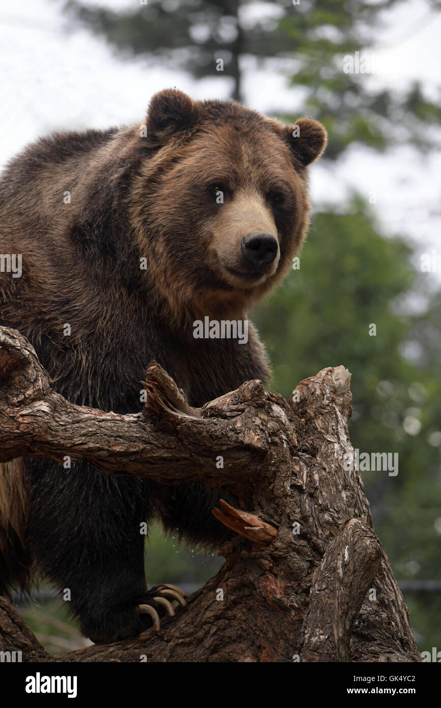 Orso grizzly cerca su albero nel suo habitat naturale Foto Stock