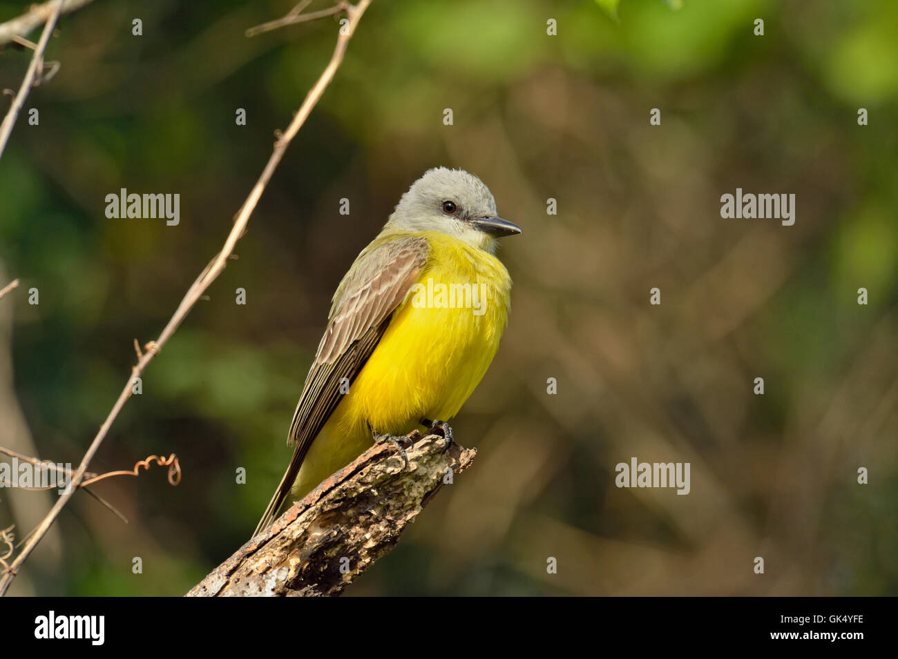 Il lettino Kingbird (Tyrannus couchii), Quinta Mazatlan, McAllen, Texas, Stati Uniti d'America Foto Stock