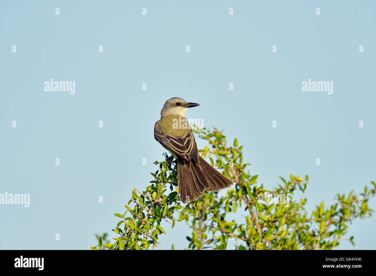 Il lettino Kingbird (Tyrannus couchii), Rio Grande città, Texas, Stati Uniti d'America Foto Stock