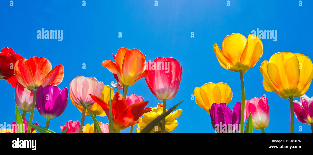 Il colore dei fiori da giardino Foto Stock