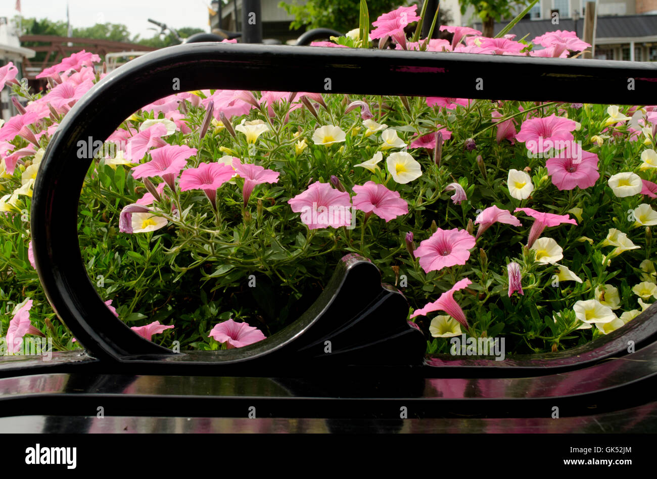 Letti di fiori accanto a una panchina nel parco. Foto Stock