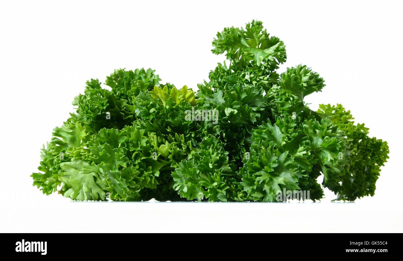 Prezzemolo erbe culinarie pianta medicinale Foto Stock
