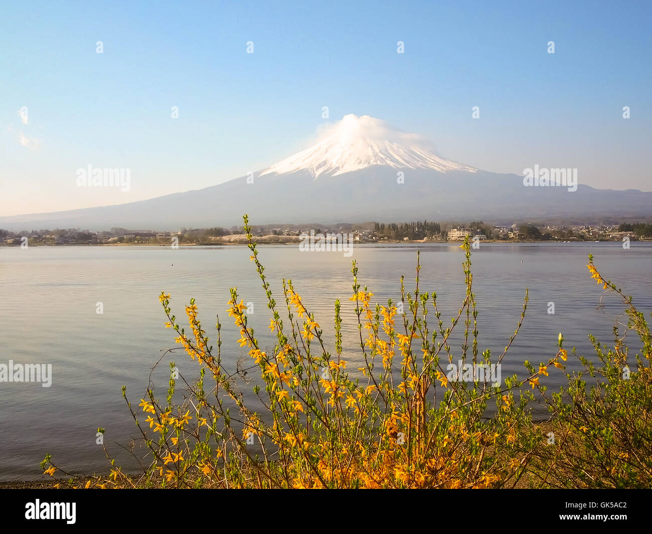 Il monte Fuji e fiori di ciliegio al lago Kawaguchiko Foto Stock