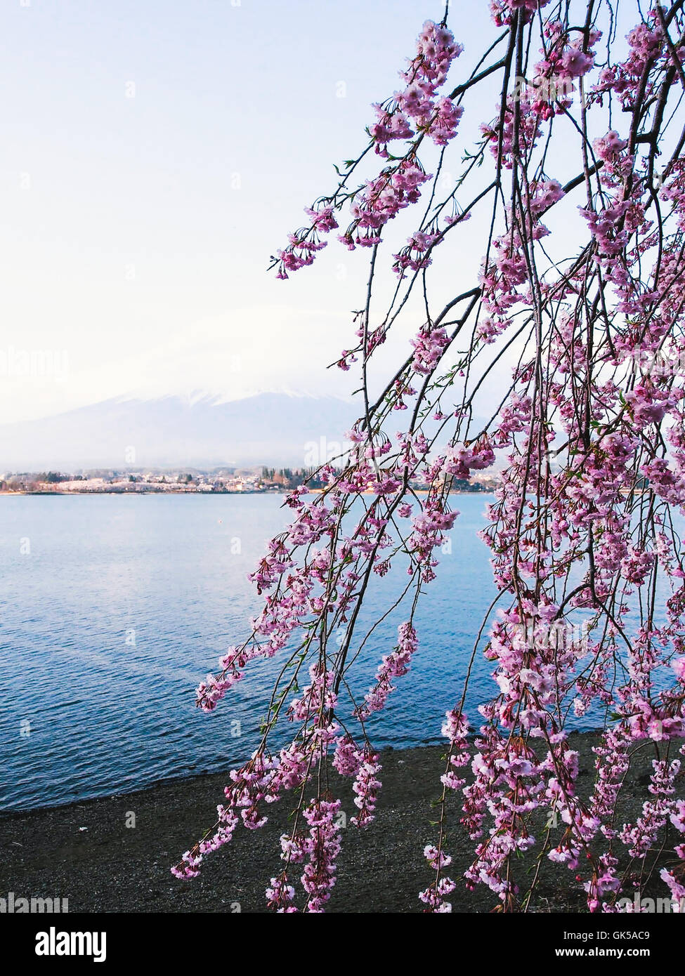 Il monte Fuji e fiori di ciliegio al lago Kawaguchiko Foto Stock