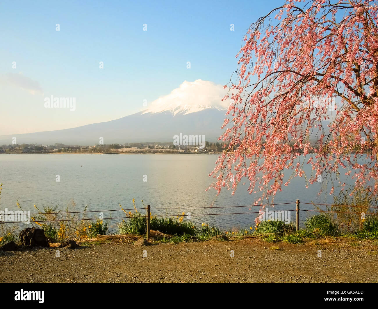 Il monte Fuji e fiori di ciliegio al lago Kawaguchiko Foto Stock