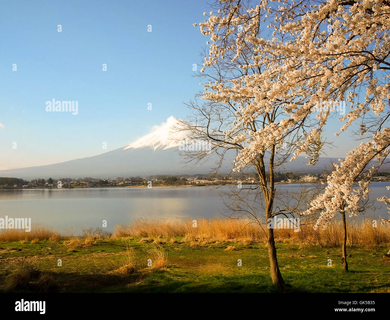 Il monte Fuji e fiori di ciliegio al lago Kawaguchiko Foto Stock