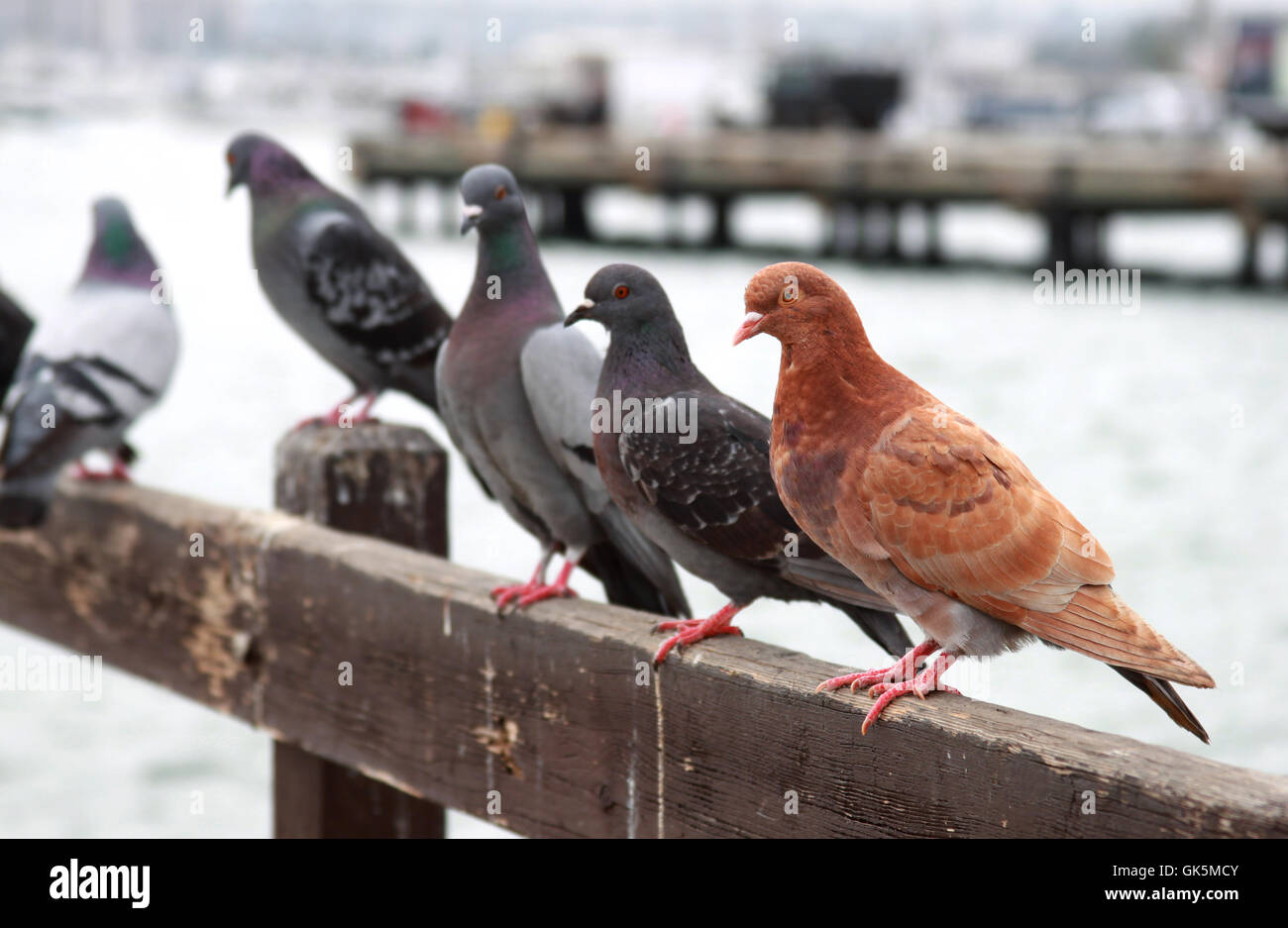 Animale marrone di uccelli Foto Stock