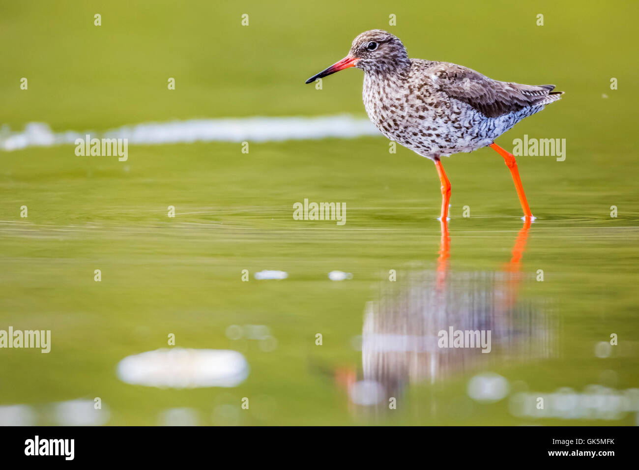 Comune (redshank Tringa totanus) Foto Stock