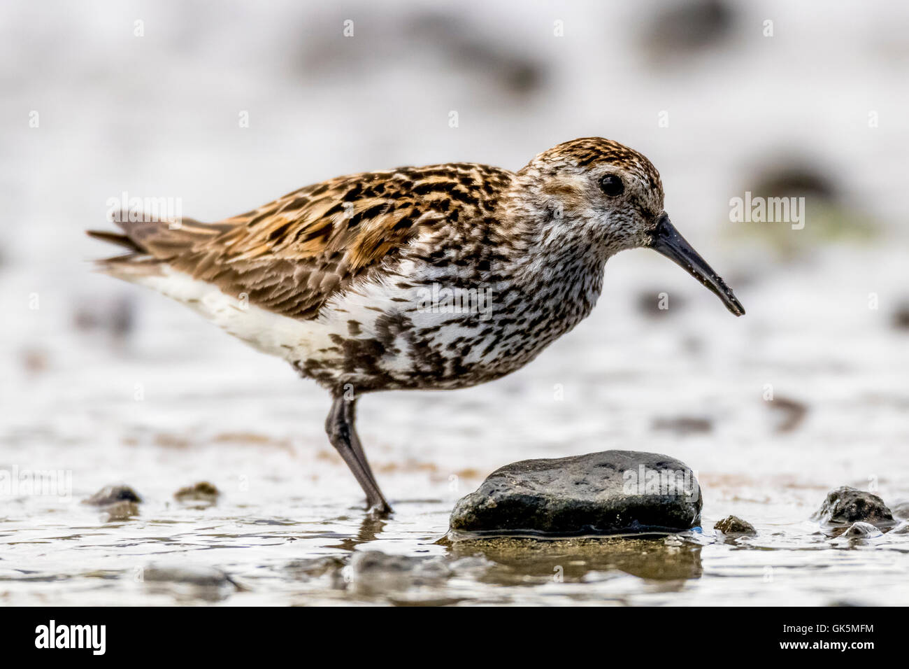 Dunlin (Calidris alpina) Foto Stock